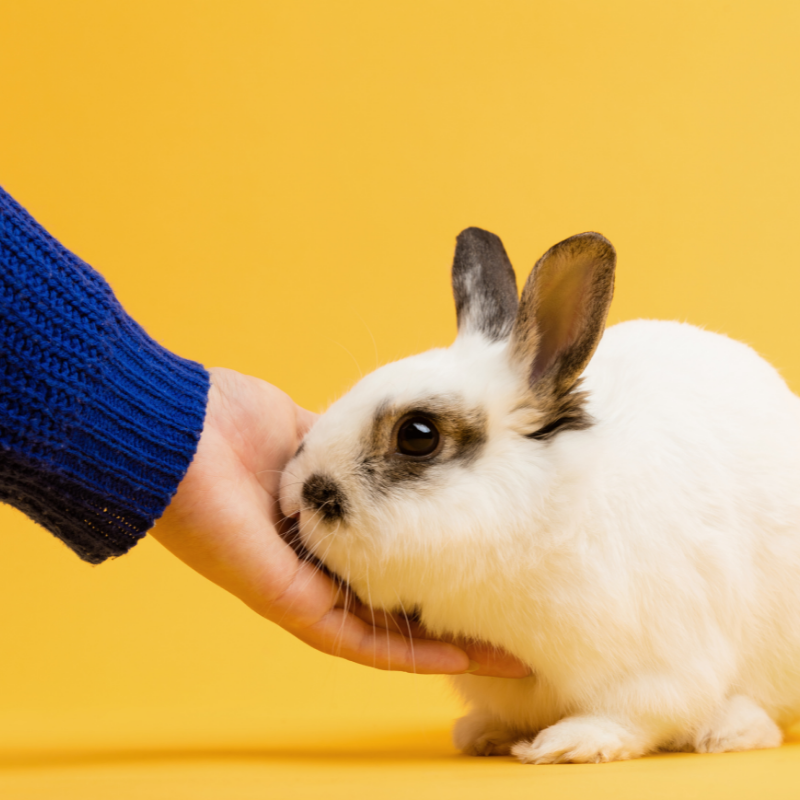Understanding Anxiety in Pets
