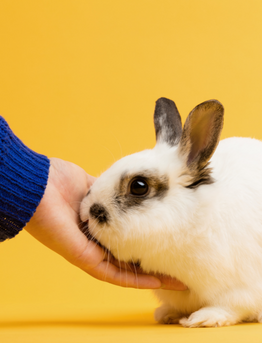 Understanding Anxiety in Pets
