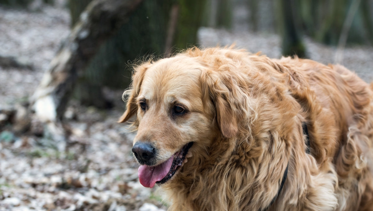 Arthritis in Dogs