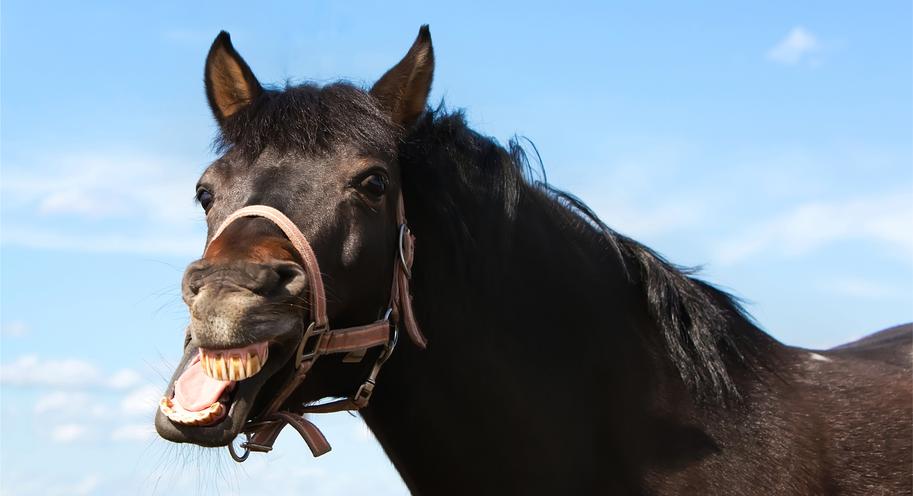 Look in the Horse's Mouth