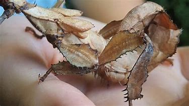 Getting to Know the Stick Insect
