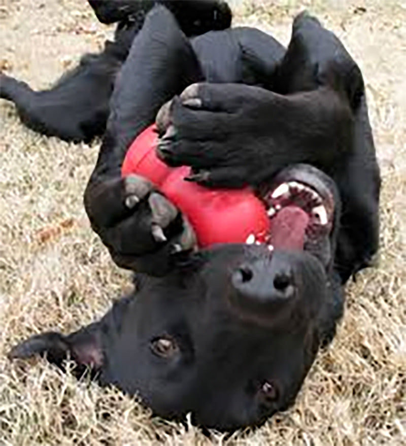 Frozen Kong Treats: 5 Easy Summer Recipes to Keep Your Dog Cool
