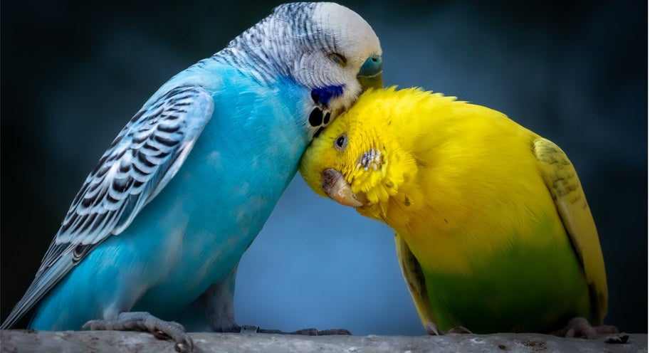 Budgies - Everything you need to know