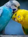 Budgies - Everything you need to know