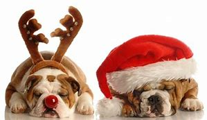 Keep Pets Safe and Happy Over the Festive Season