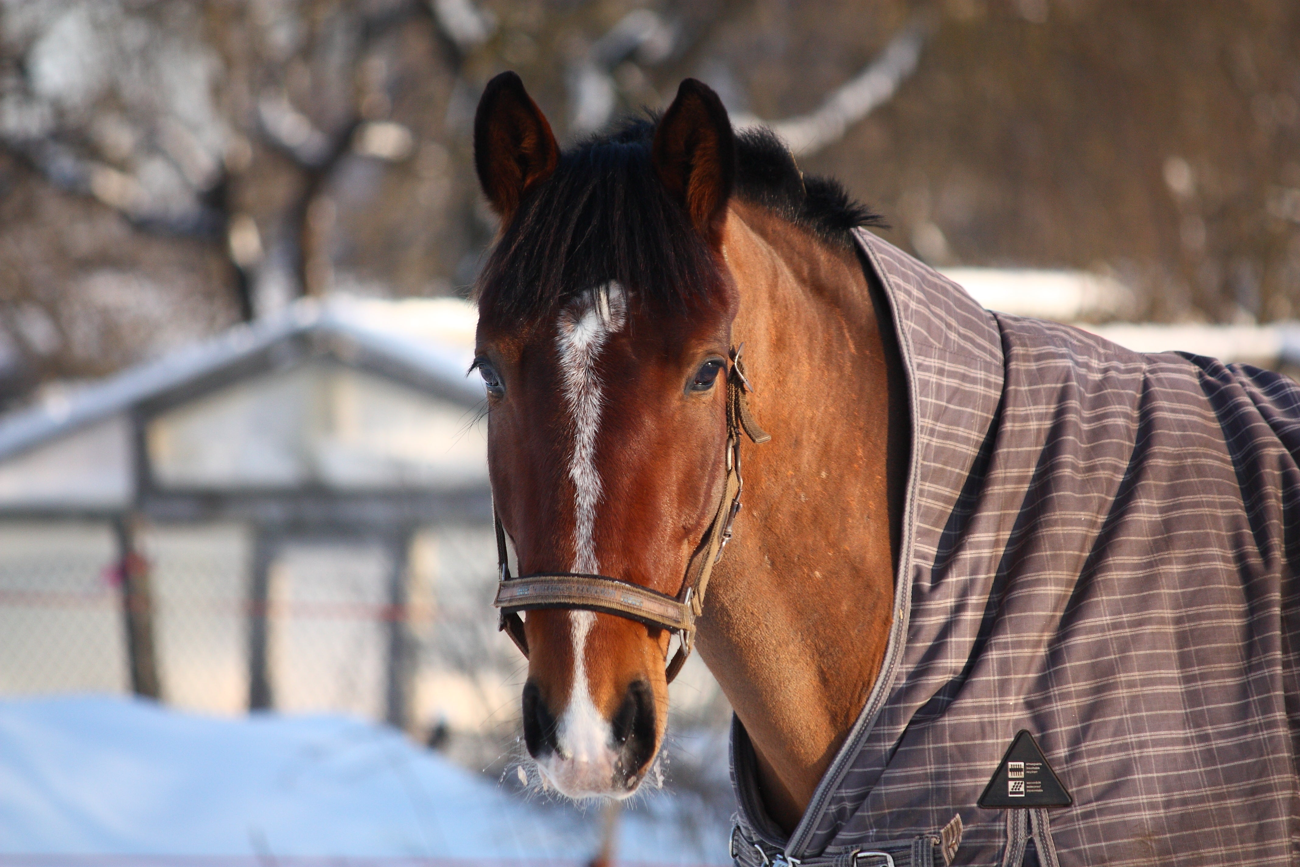Feeding your horse during the winter months