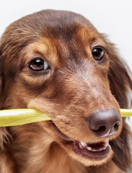 How Does Your Pet's Dental Routine Measure Up?