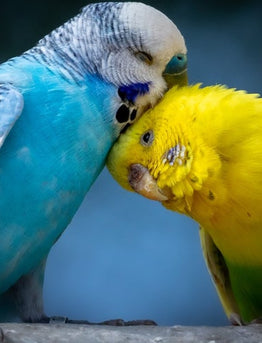 Budgies - Everything you need to know